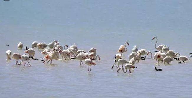 Arin Gölü'nde flamingo şöleni - Resim: 18